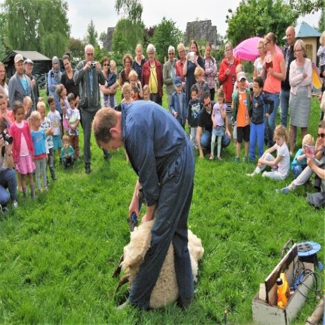 Gouda Goverwelle - Nieuws - Goverwelle - Schapen scheren op de Dierenweide Goverwelle
