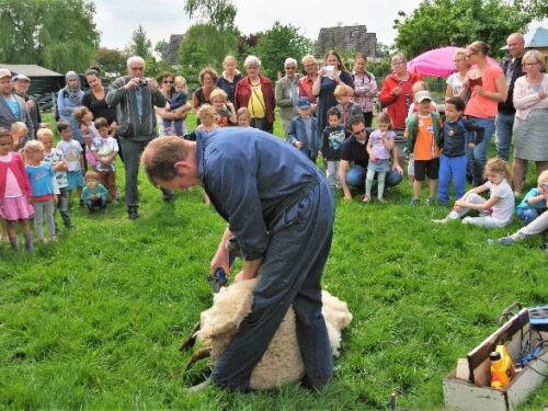 Gouda Goverwelle - Goverwelle - Schapen scheren op de Dierenweide Goverwelle